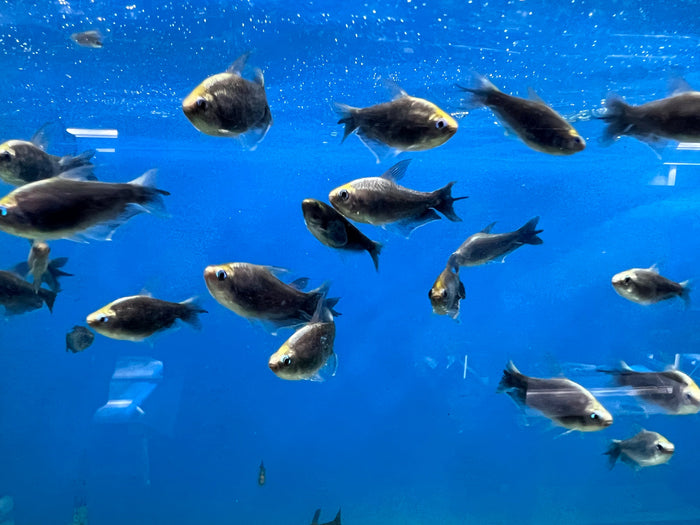 Black Emperor Tetra (Nematobrycon palmeri)