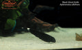 Black Ghost Knife (Apteronotus albifrons)