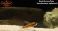 Black Morpho Tetra (Poecilocharax weitzmani)