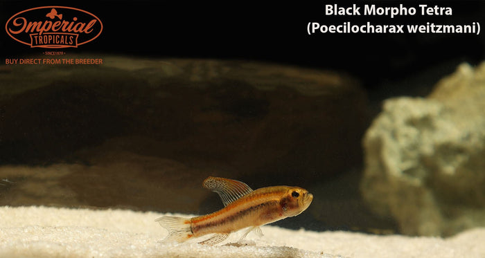 Black Morpho Tetra (Poecilocharax weitzmani)