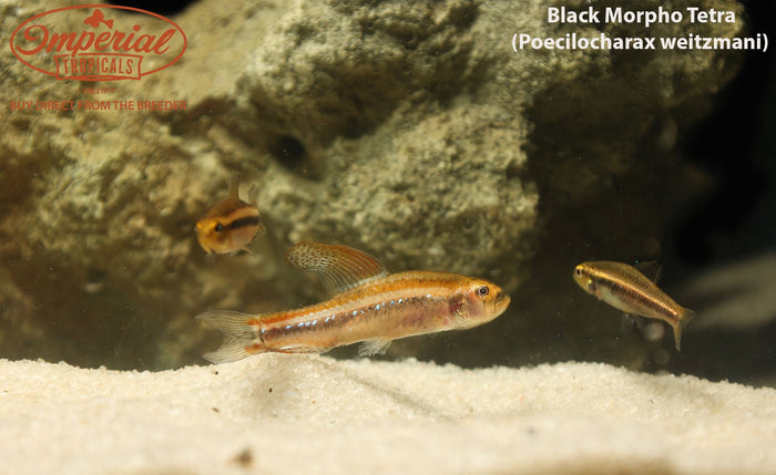 Black Morpho Tetra (Poecilocharax weitzmani)