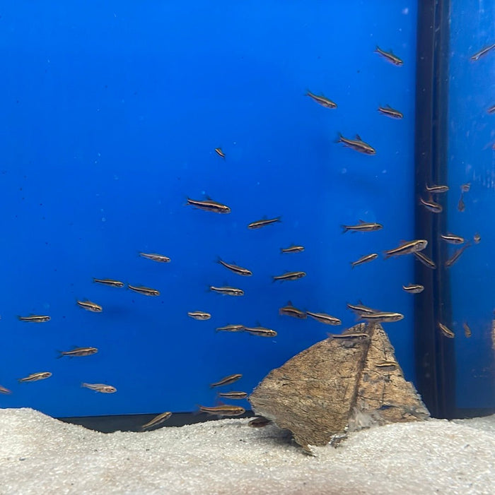 Black Morpho Tetra (Poecilocharax weitzmani)
