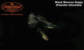 Black Moscow Guppy (Poecilia reticulata)