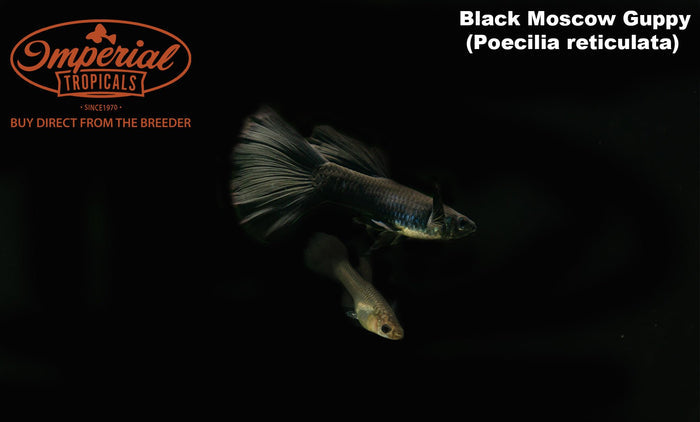Black Moscow Guppy (Poecilia reticulata)