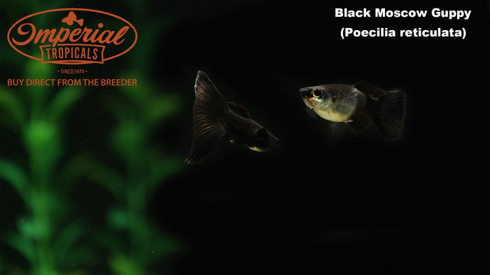 Black Moscow Guppy (Poecilia reticulata)