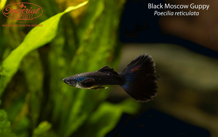 Black Moscow Guppy (Poecilia reticulata)
