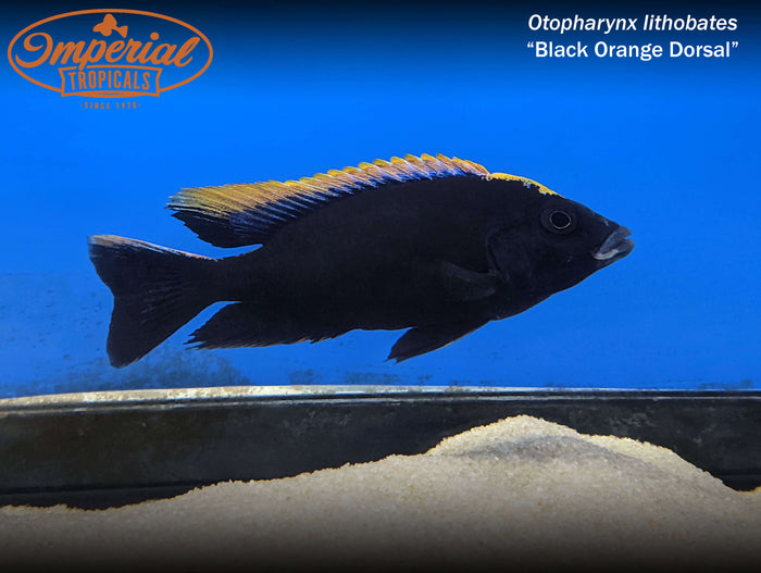 Black Orange Dorsal (Otopharynx lithobates "Black Orange Dorsal")