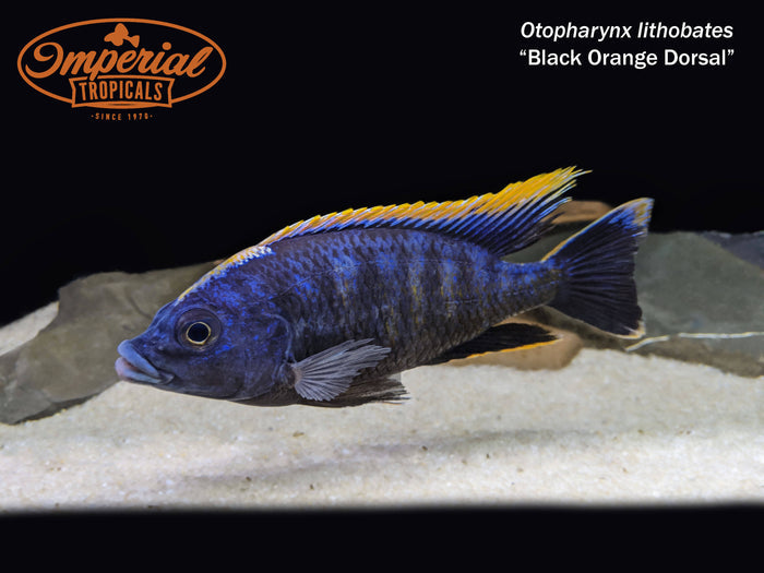 Black Orange Dorsal (Otopharynx lithobates "Black Orange Dorsal")