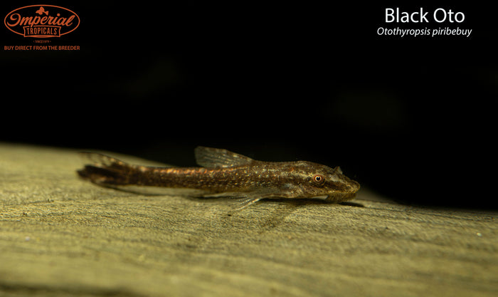 Black Oto (Otothyropsis piribebuy)