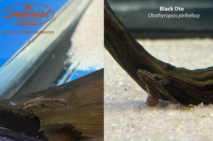 Black Oto (Otothyropsis piribebuy)