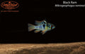 Black Ram (Mikrogeophagus ramirezi)