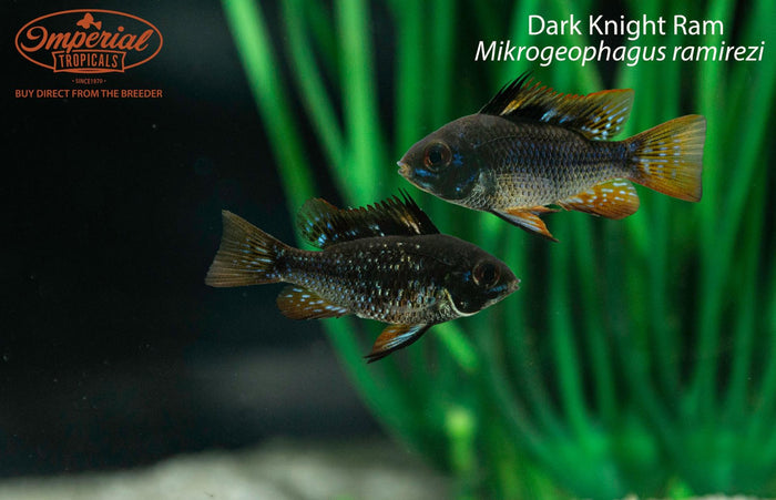 Black Ram (Mikrogeophagus ramirezi)