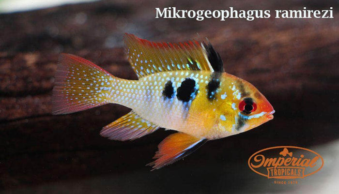 Black Ram (Mikrogeophagus ramirezi)
