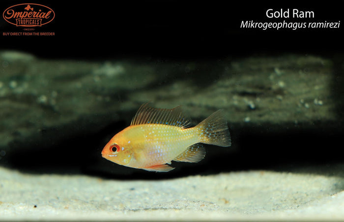 Black Ram (Mikrogeophagus ramirezi)