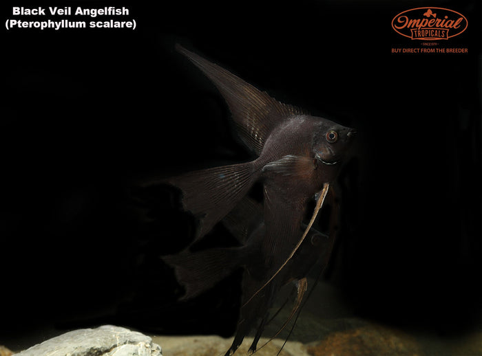 Black Veil-Tail Angelfish (Pterophyllum scalare)