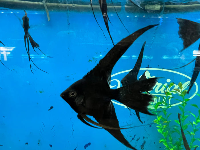 Black Veil-Tail Angelfish (Pterophyllum scalare)