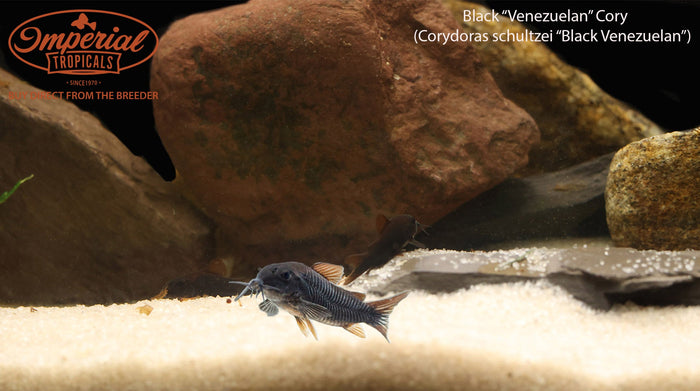 Black Venezuelan Osteogaster (Osteogaster schultzii)