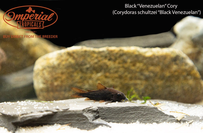 Black Venezuelan Osteogaster (Osteogaster schultzii)