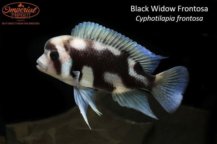 Black Widow Frontosa (Cyphotilapia frontosa)
