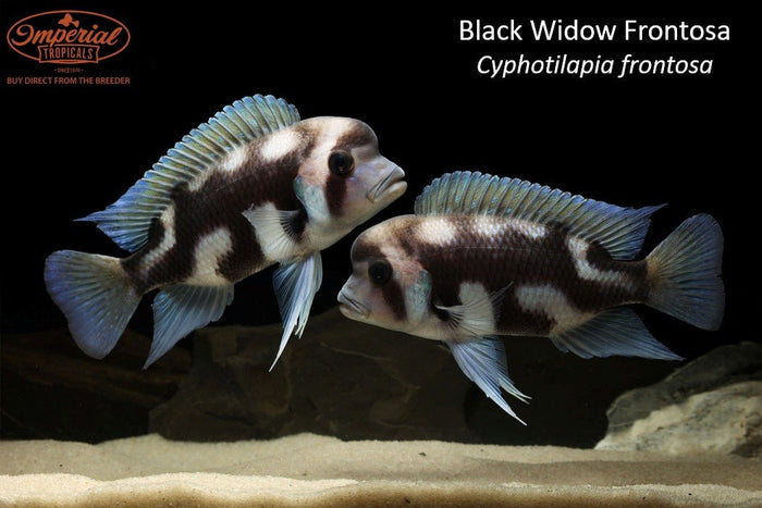 Black Widow Frontosa (Cyphotilapia frontosa)