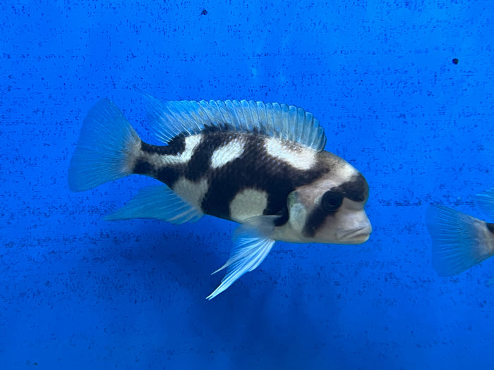Black Widow Frontosa (Cyphotilapia frontosa)