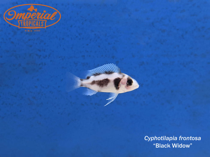 Black Widow Frontosa (Cyphotilapia frontosa)