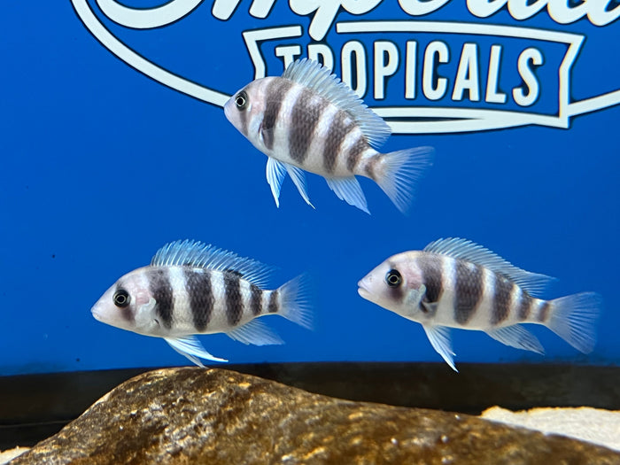 Black Widow Frontosa (Cyphotilapia frontosa)