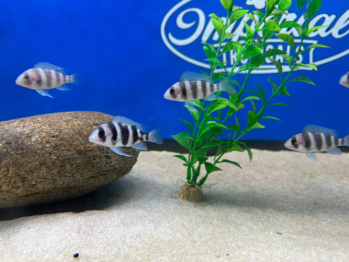 Black Widow Frontosa (Cyphotilapia frontosa)