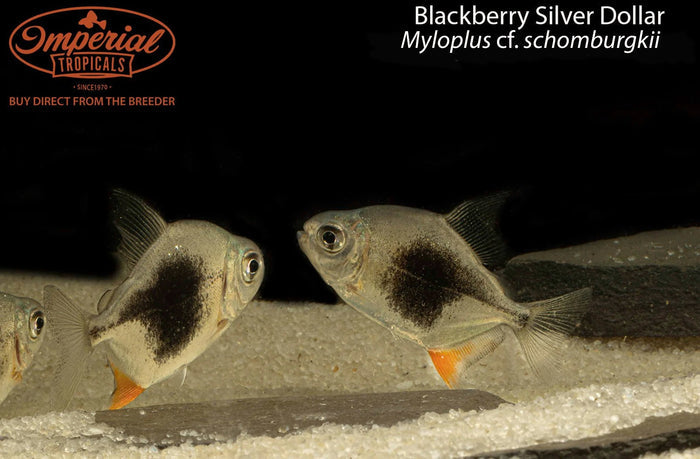 Blackberry Silver Dollar (Myloplus cf. schomburgkii)