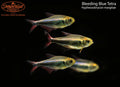 Bleeding Blue Tetra (Hyphessobrycon margitae)