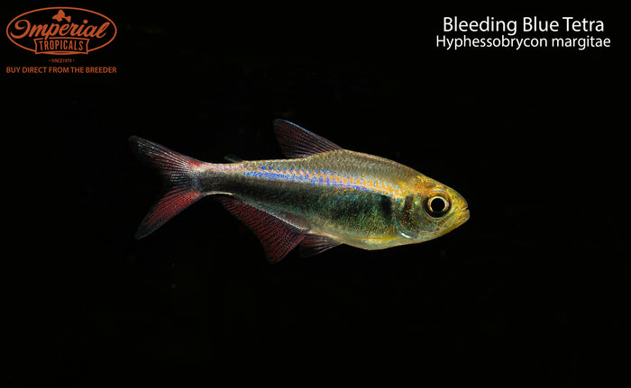 Bleeding Blue Tetra (Hyphessobrycon margitae)