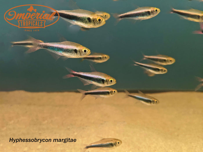 Bleeding Blue Tetra (Hyphessobrycon margitae)