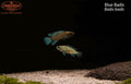 Blue Badis (Badis badis)
