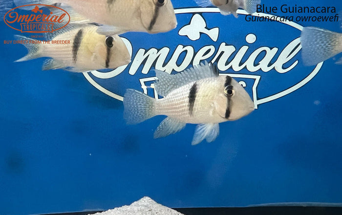 Blue Bandit Cichlid (Guianacara owroewefi)
