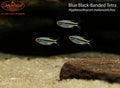 Blue Black-Banded Tetra (Hyphessobrycon melanostichos)