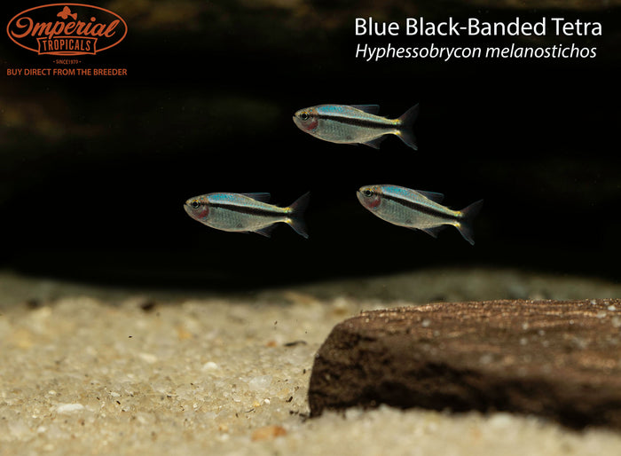 Blue Black-Banded Tetra (Hyphessobrycon melanostichos)