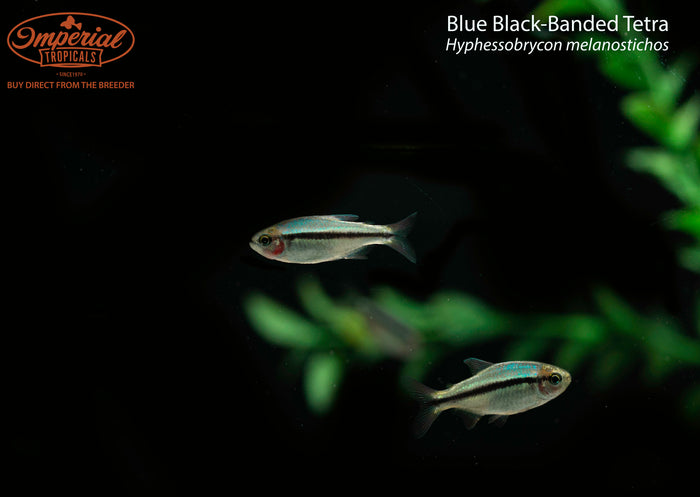 Blue Black-Banded Tetra (Hyphessobrycon melanostichos)