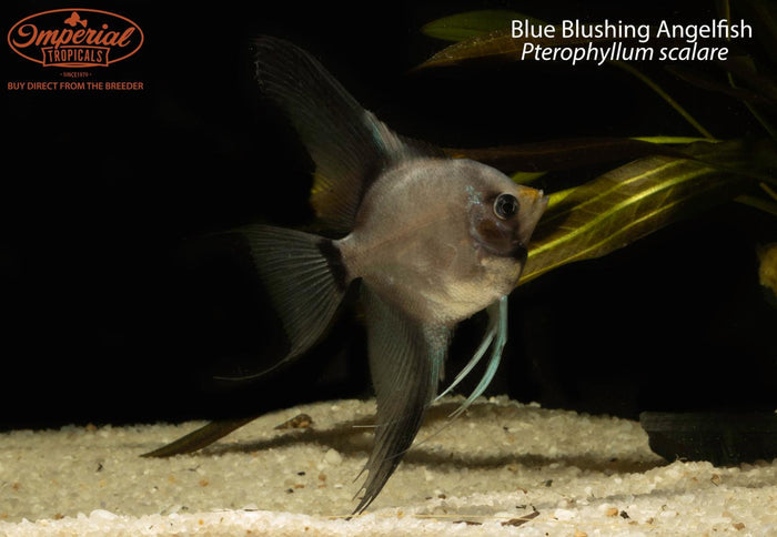 Blue Blushing Angelfish (Pterophyllum scalare)