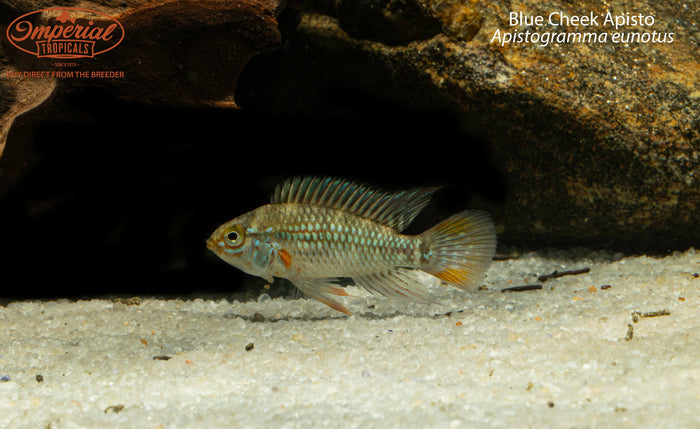 Blue Cheek Apisto (Apistogramma eunotus)