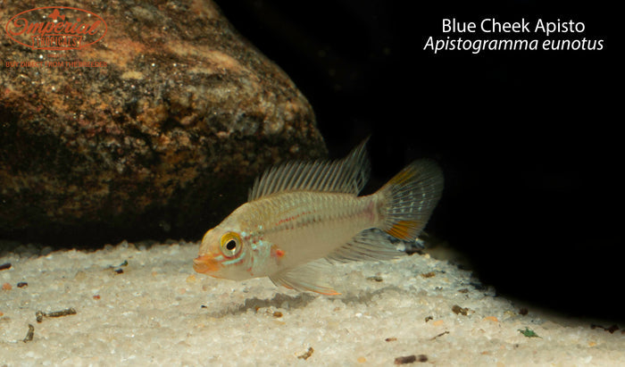 Blue Cheek Apisto (Apistogramma eunotus)