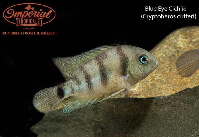 Blue Eye Cichlid (Cryptoheros cutteri)