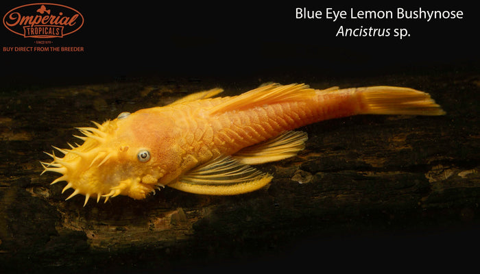 Blue Eye Lemon Bushynose (Ancistrus sp.)