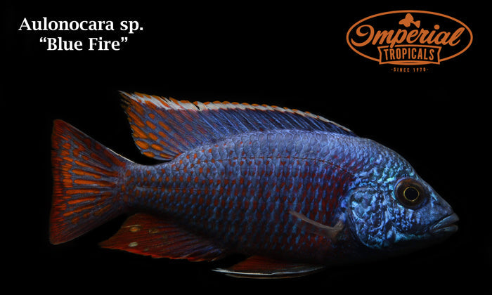 Blue Fire Peacock (Aulonocara sp.)