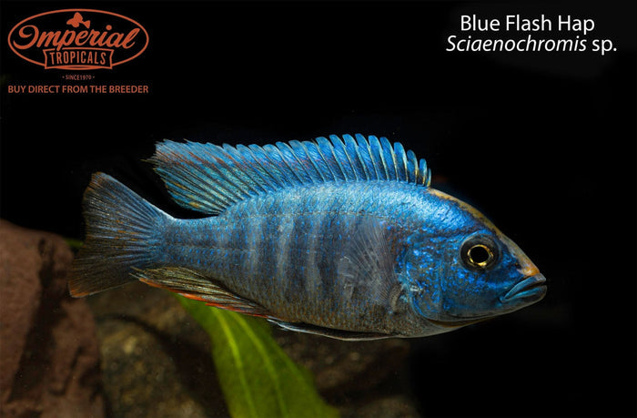 Blue Flash Hap (Sciaenochromis sp.)