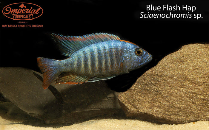 Blue Flash Hap (Sciaenochromis sp.)