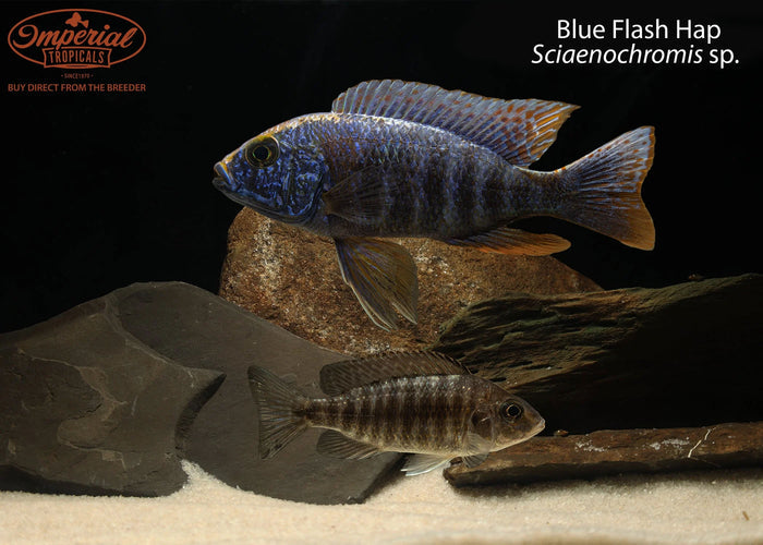 Blue Flash Hap (Sciaenochromis sp.)