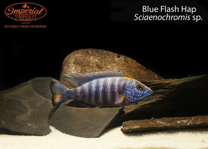 Blue Flash Hap (Sciaenochromis sp.)