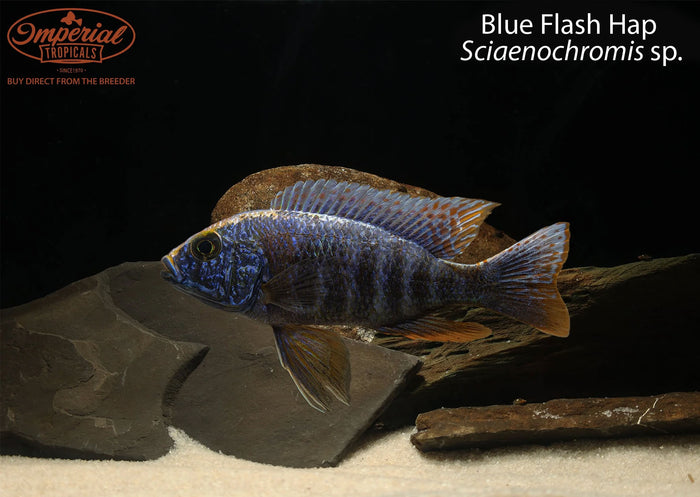 Blue Flash Hap (Sciaenochromis sp.)