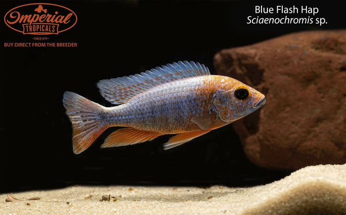 Blue Flash Hap (Sciaenochromis sp.)