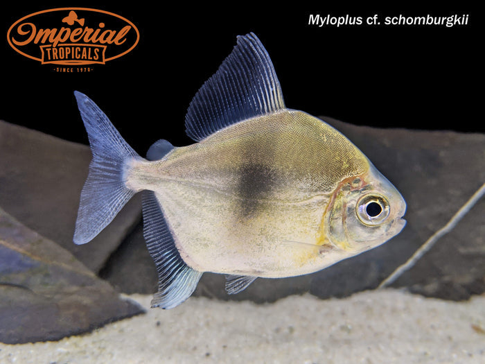 Blue Hook Silver Dollar (Myloplus cf. schomburgkii)